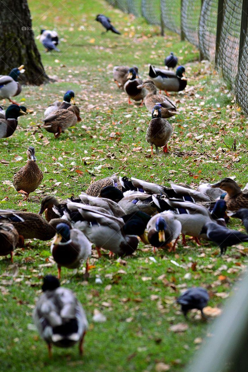 Birds in a park