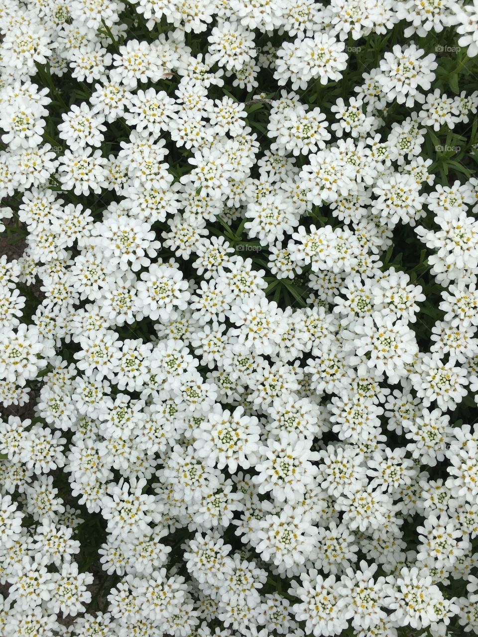 White flowers