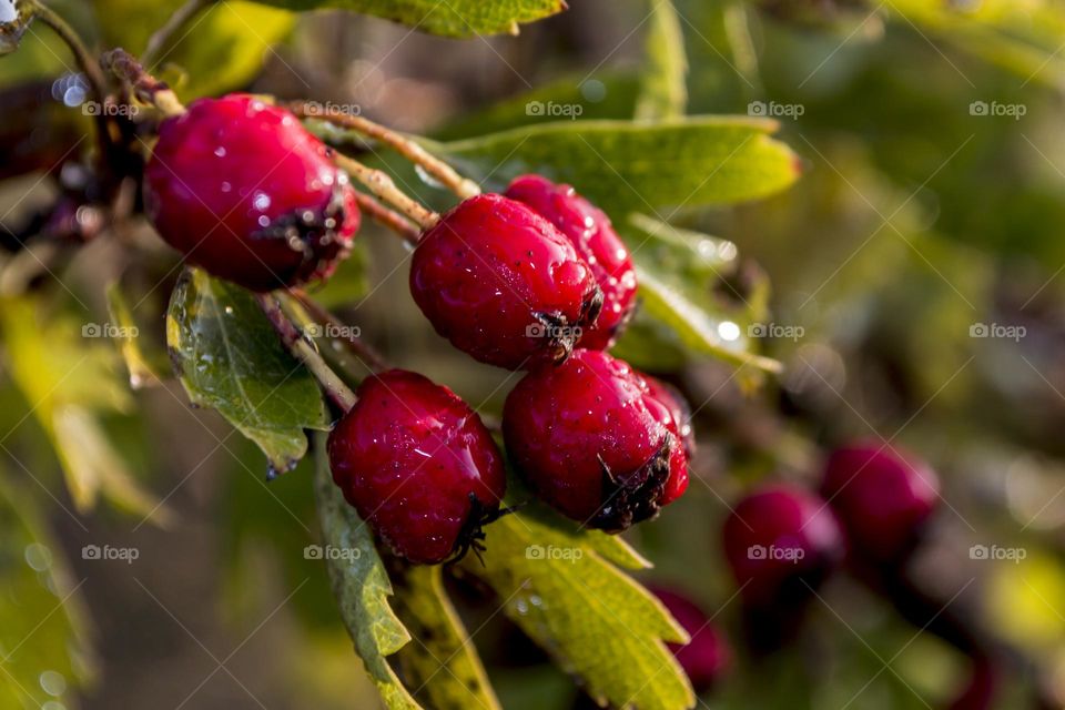 Hawthorn berries covered with dew.