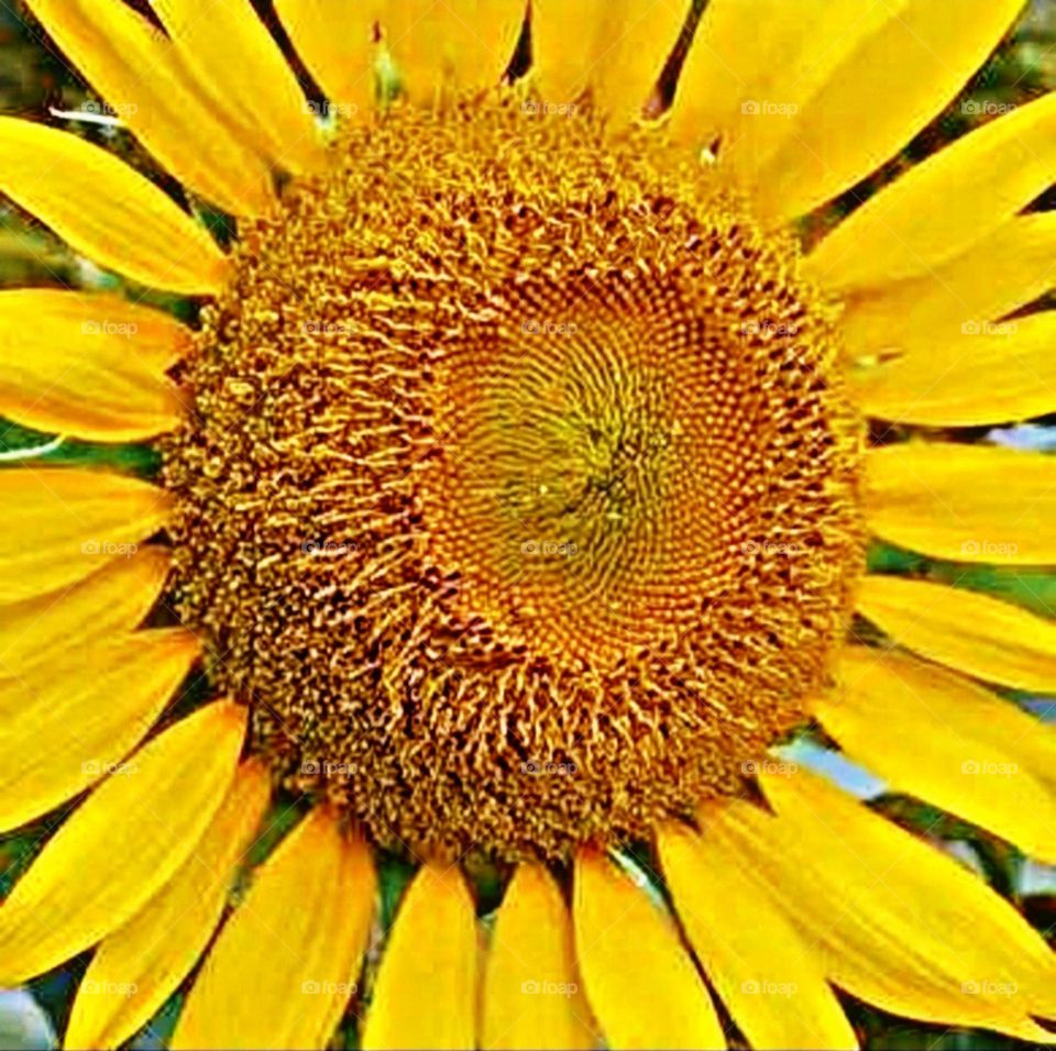 most beautiful and attractive sunflower in the farm.