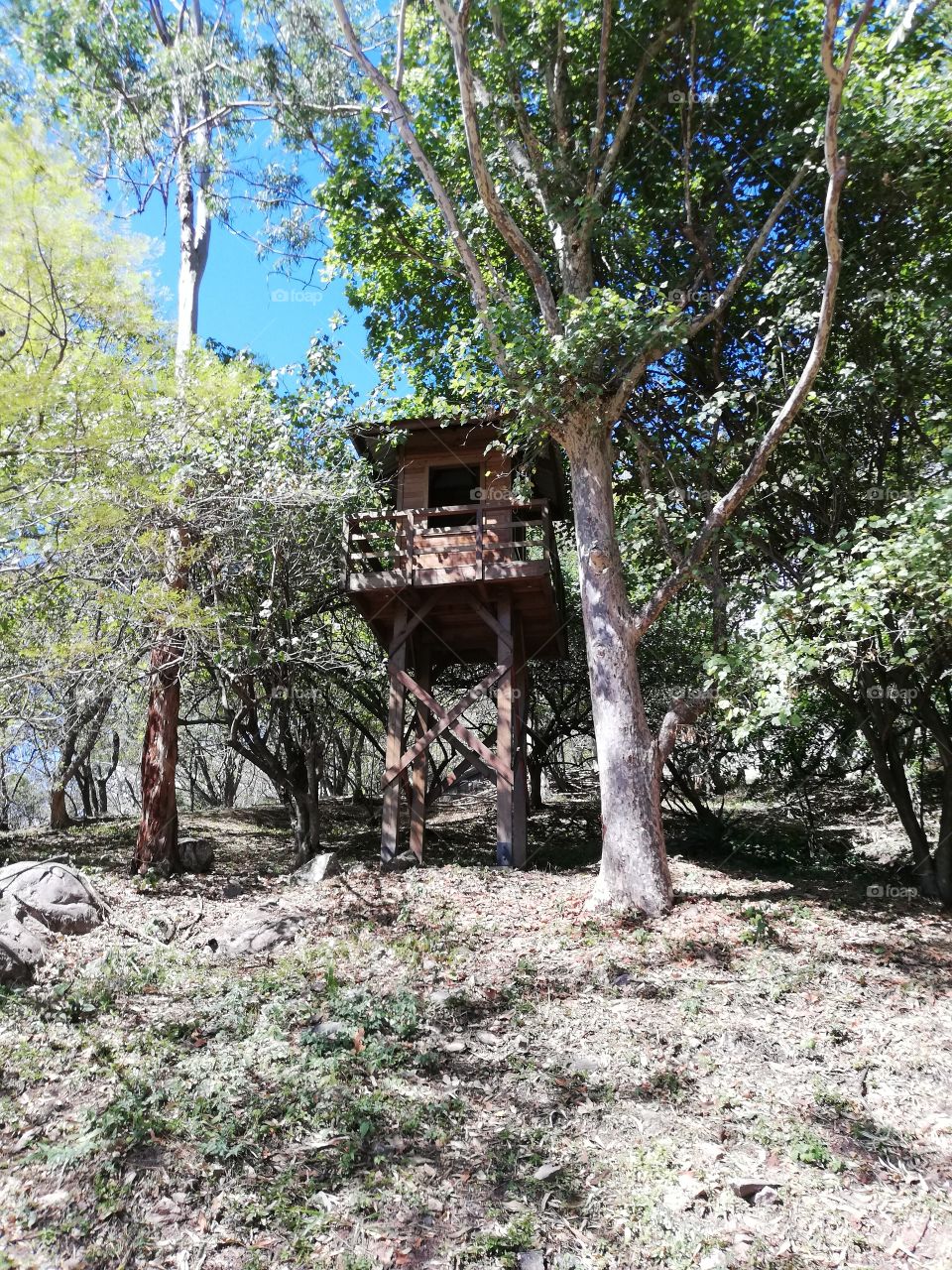 The house in the tree