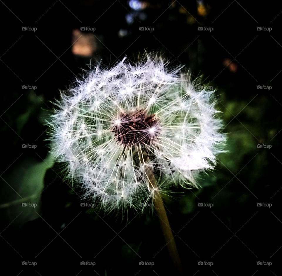 dandelion