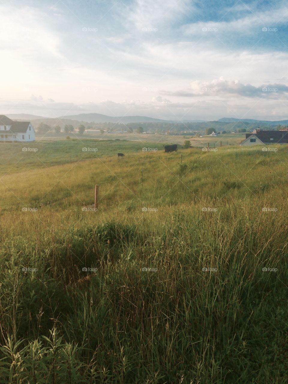 Pasture. West Virginia cow pasture