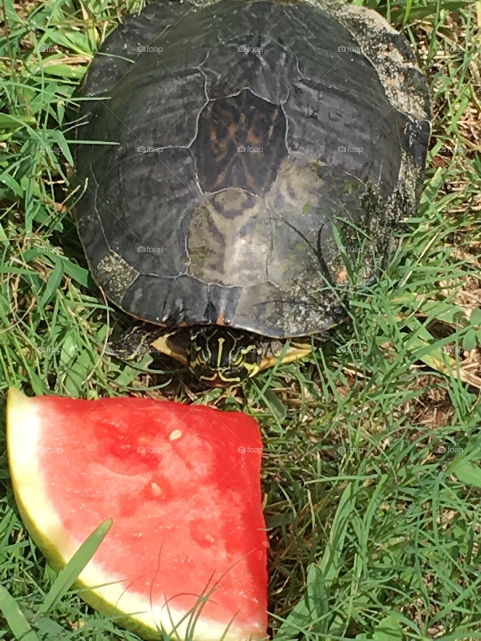 Green Florida turtle eating watermelon 🍉