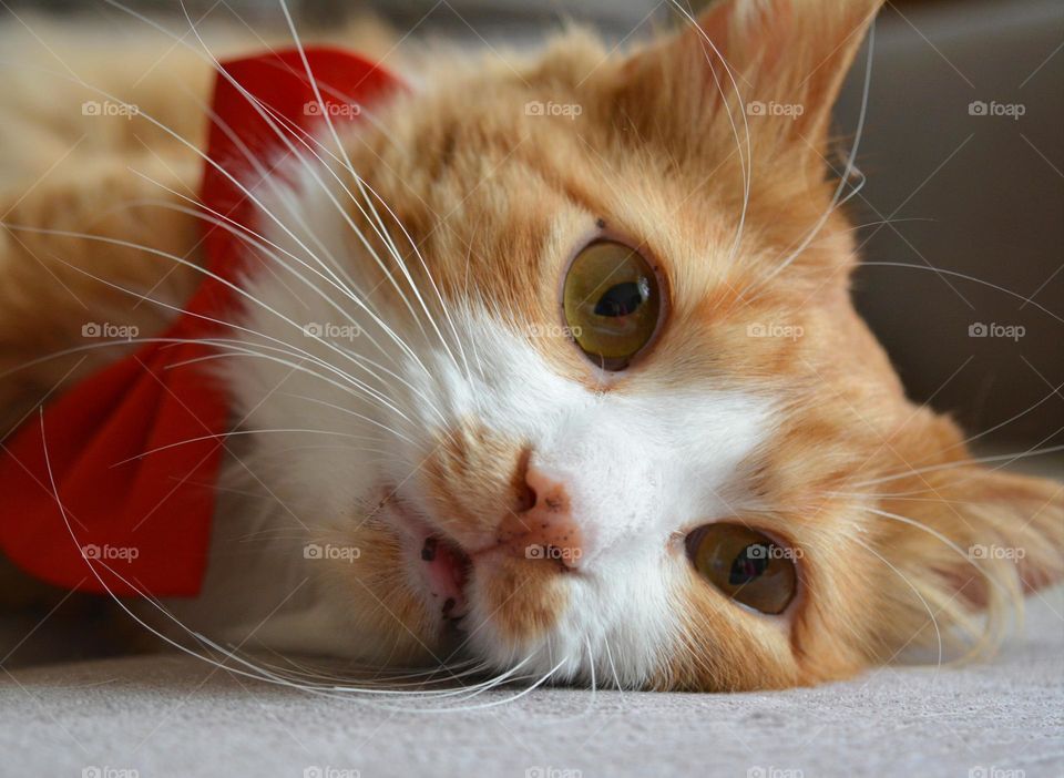 cat beautiful portrait close up