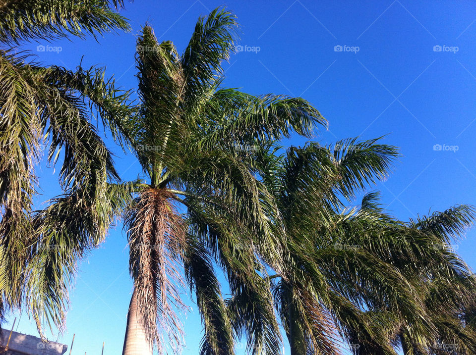 tree wind palms blue sky by alejin05