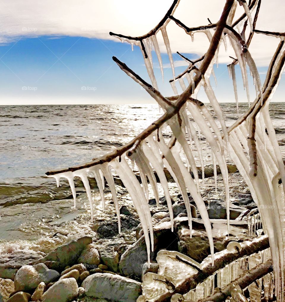 Icicles hanging from tree branches 
