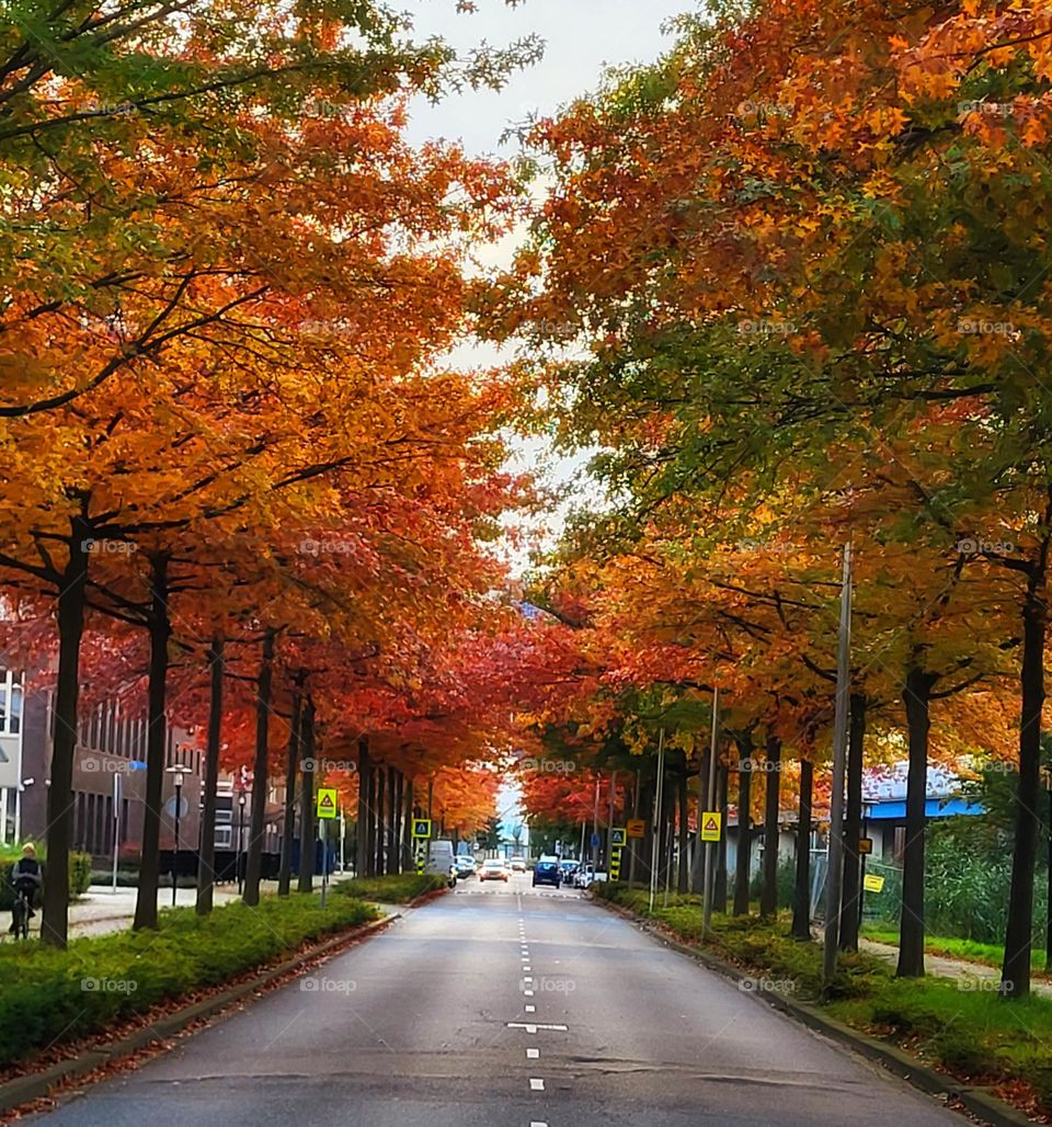 Indian summer in the Netherlands