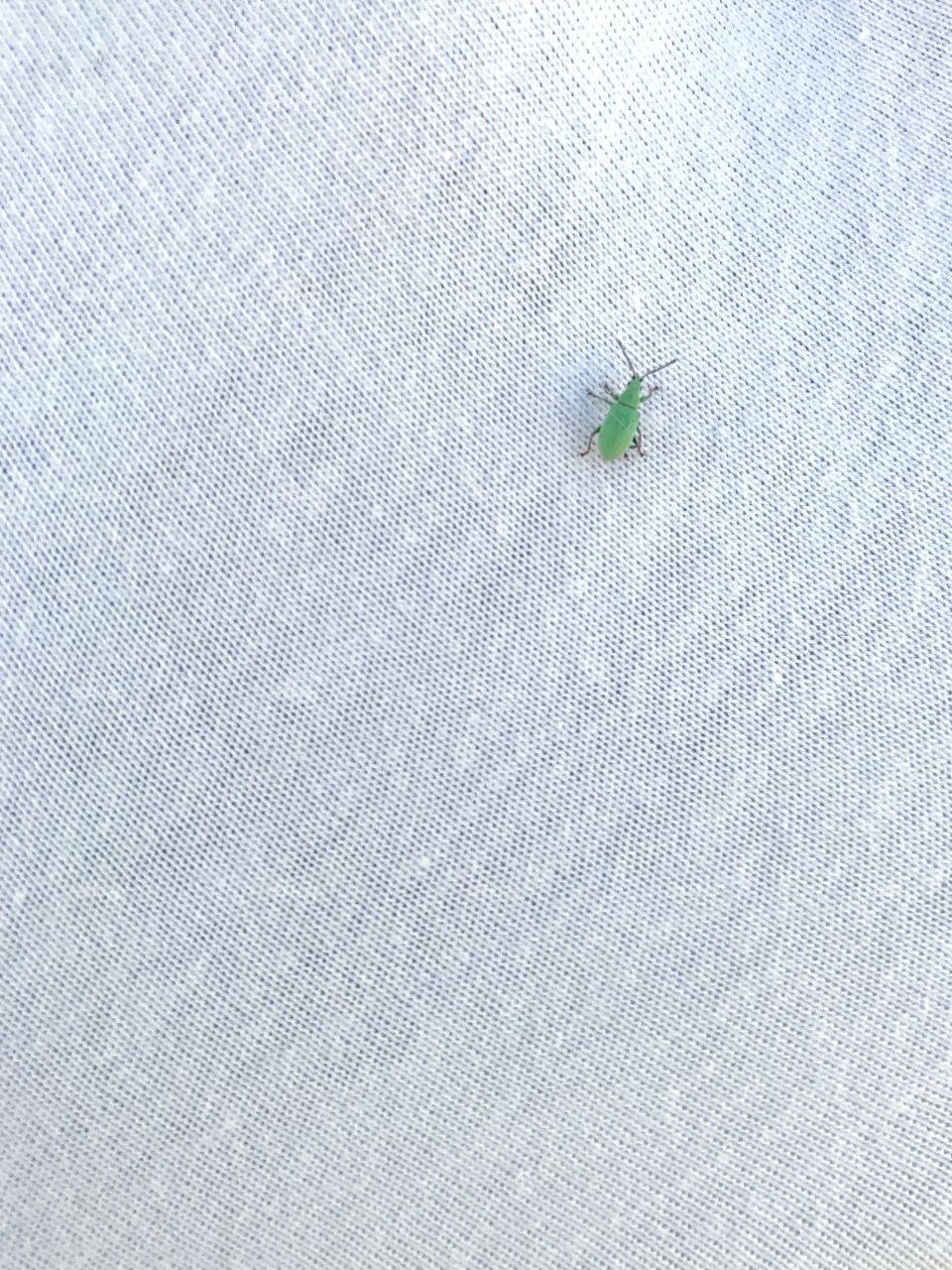green insect on white 