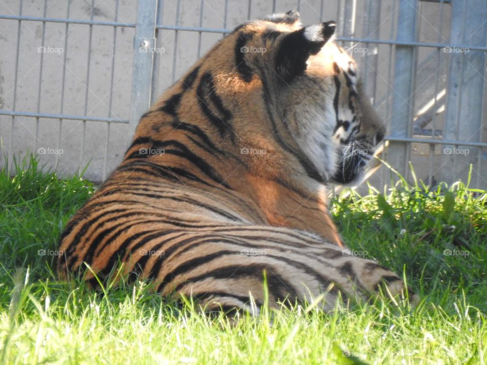 A close up of a tiger