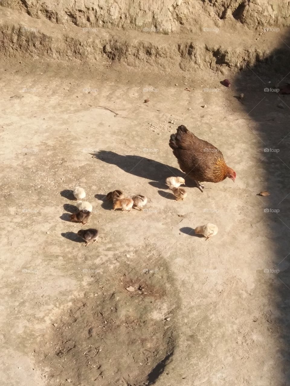 A hen giving Lesson to her chicks