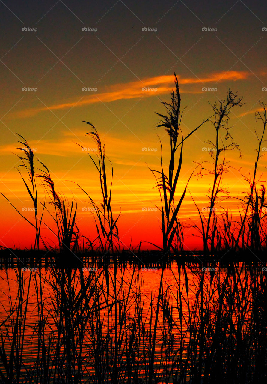 Silhouette of plant during sunset