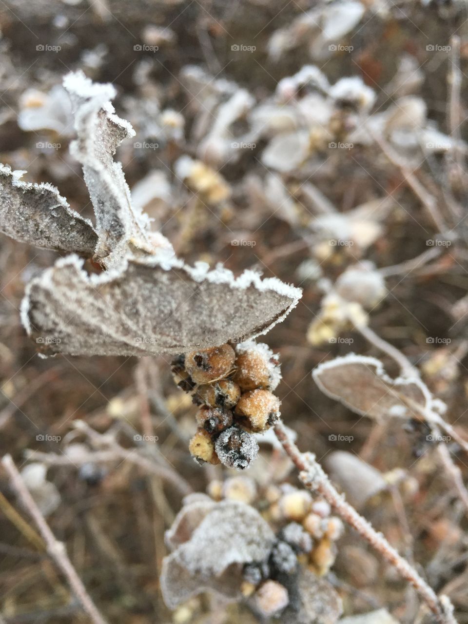 Holidays are almost here. Distinct lack of snow