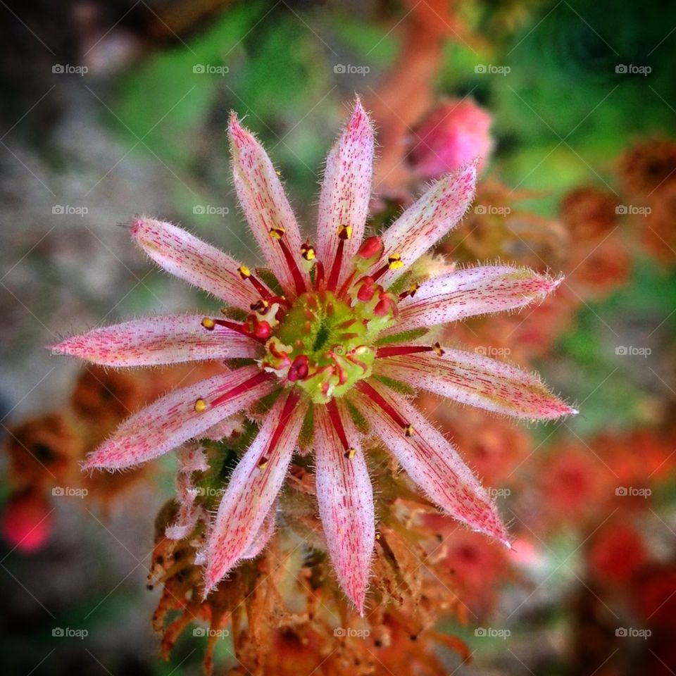 Flower of the Sempervivum tectorum 1