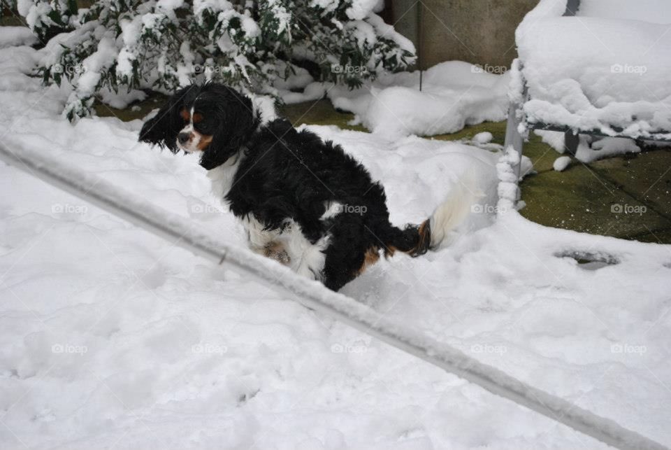 Dog playing in the snow