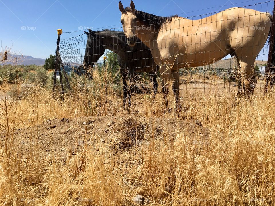 Two horses behind a wire fence in the high sierras of Nevada 