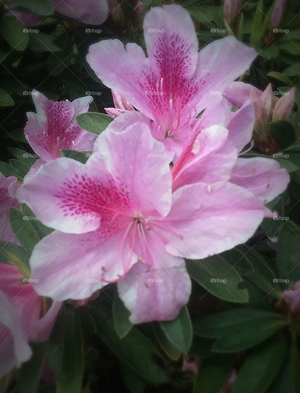 pink flower