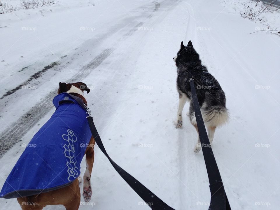 Walking in the snow with my buddies!