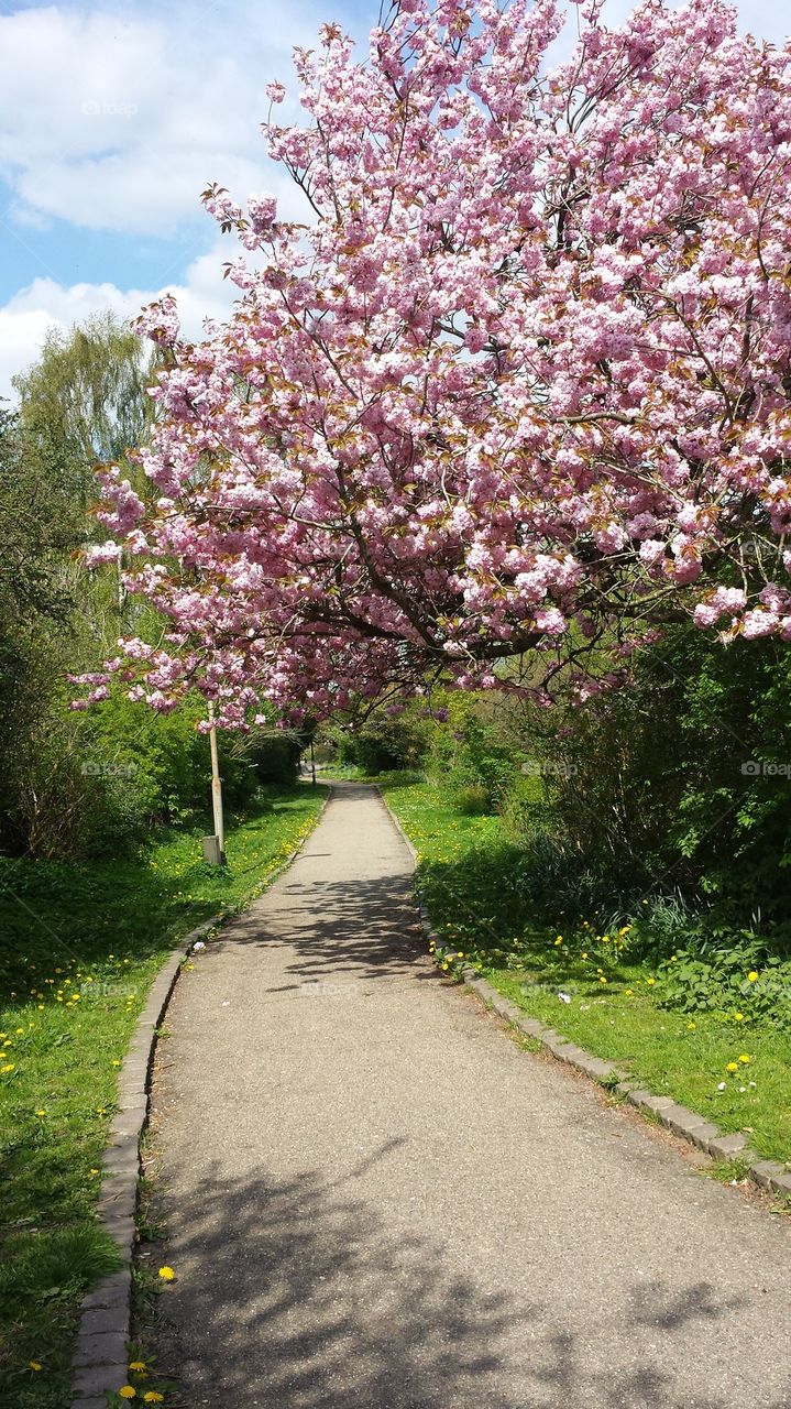 path under cherry flowers