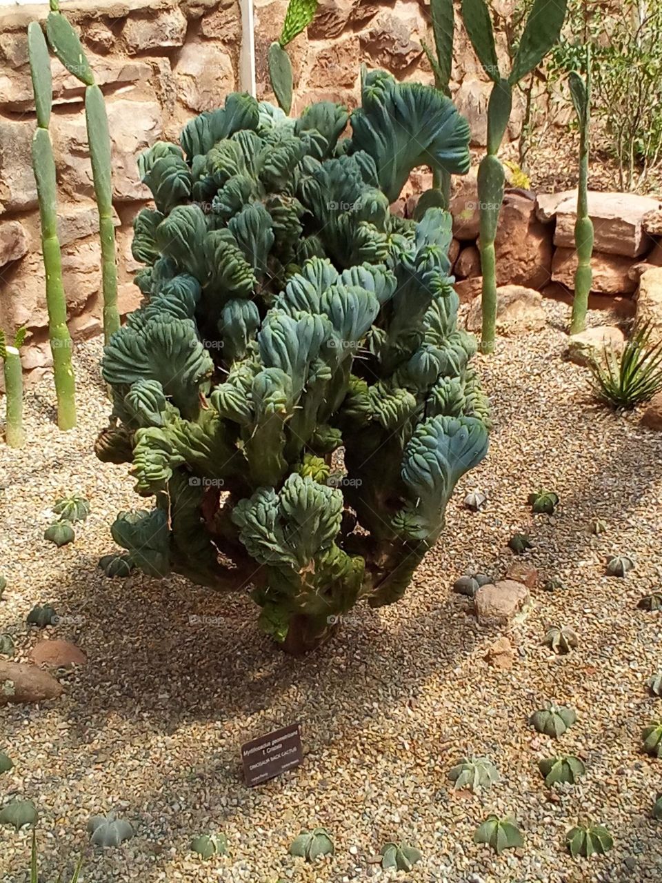 Blue Myrtle Cactus