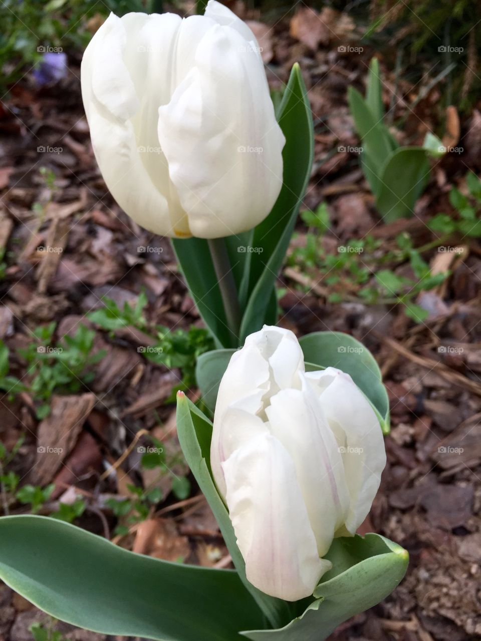 Two tulips