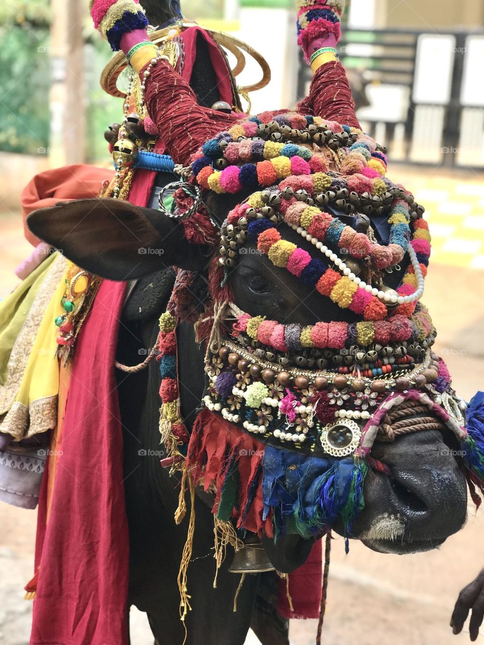 Ox with beautiful decoration on a streets