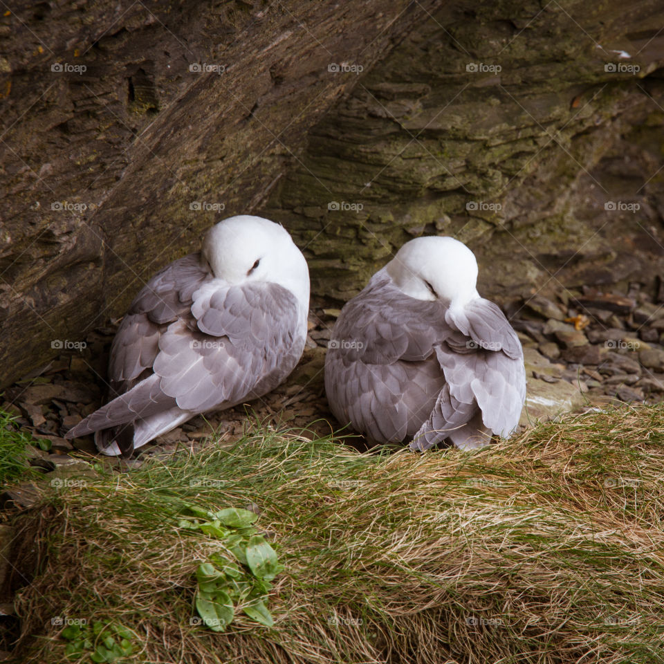 Bird, Nature, Wildlife, Feather, No Person