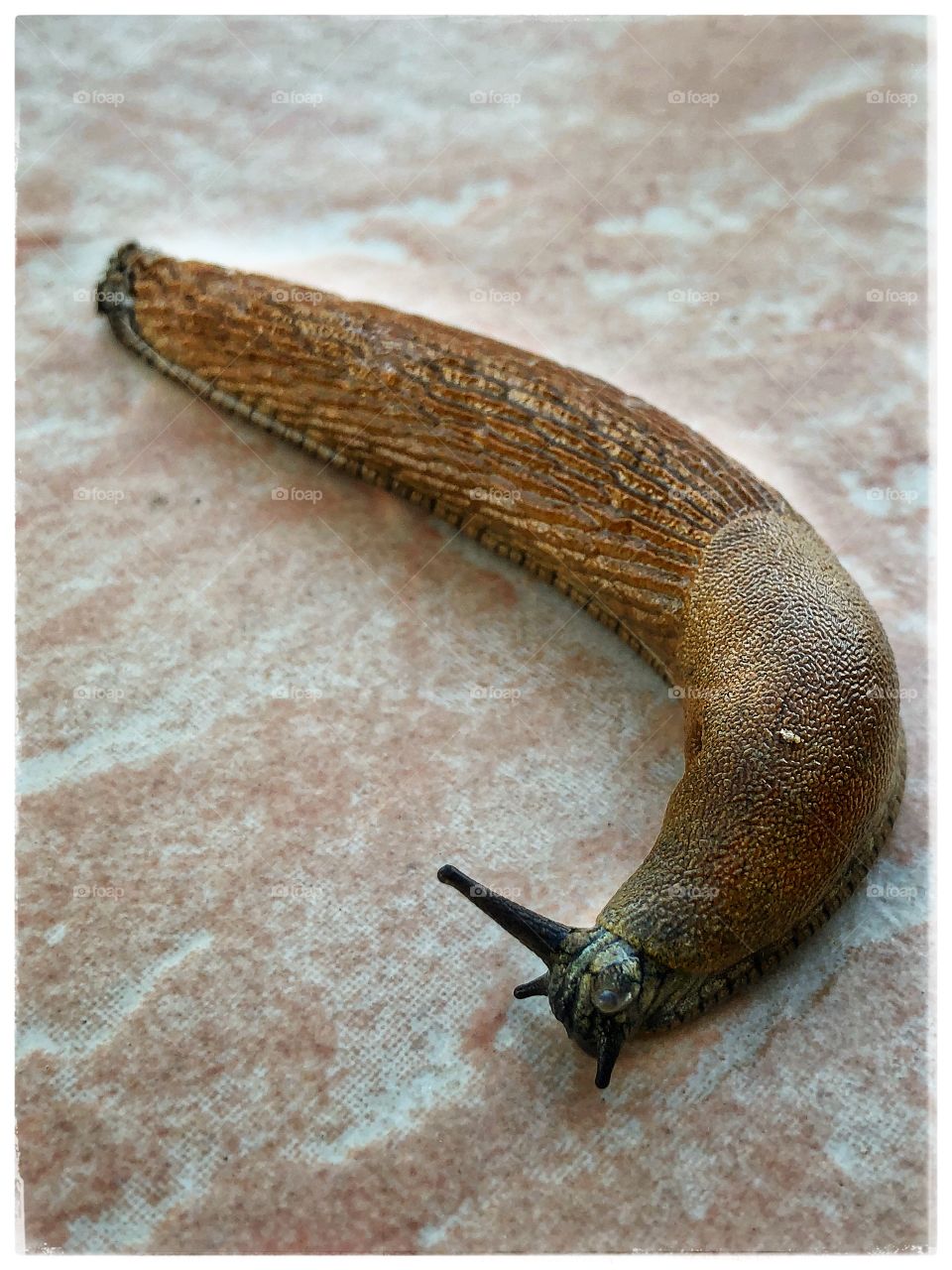 Slug 