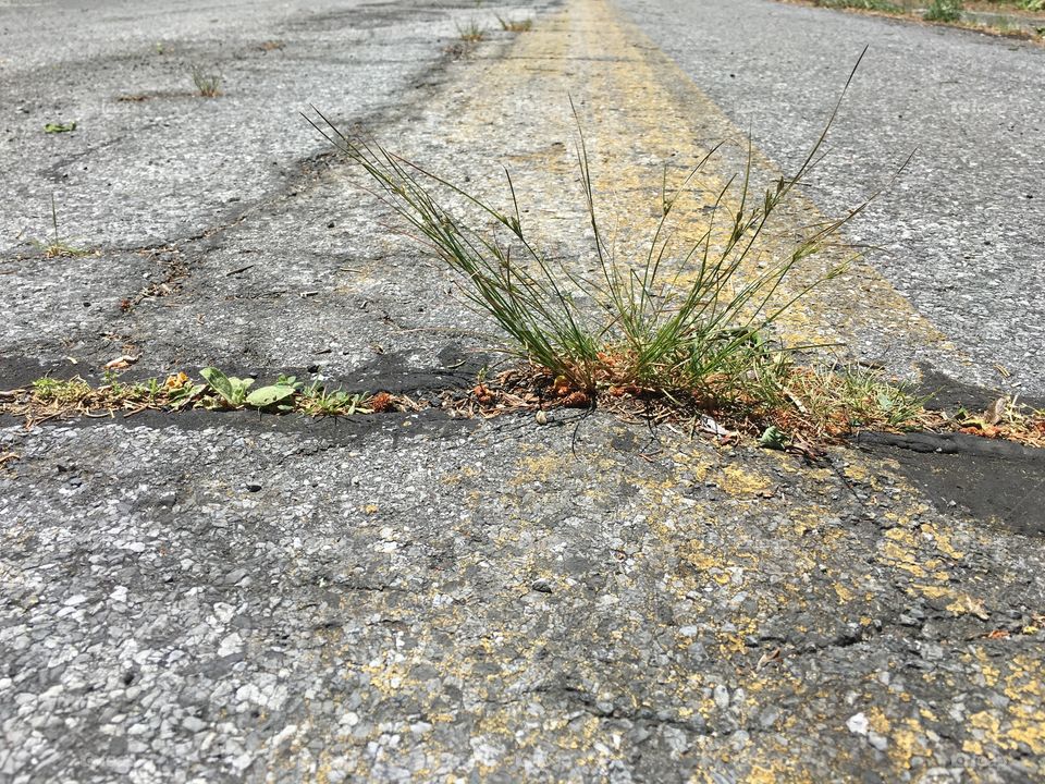 Grass growing from concrete during hike