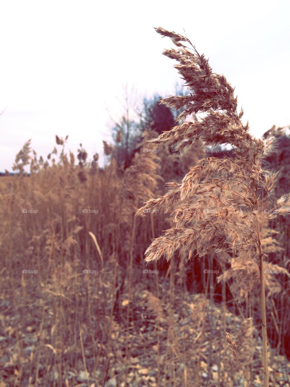 Nature, Cereal, No Person, Straw, Rural