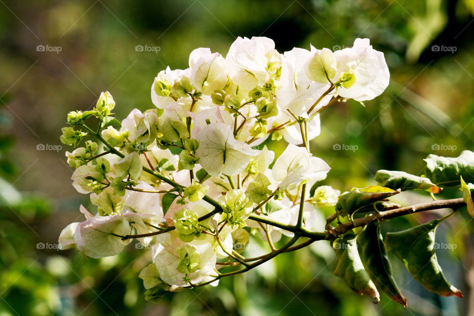 Close-up of white bougainvillea glabra