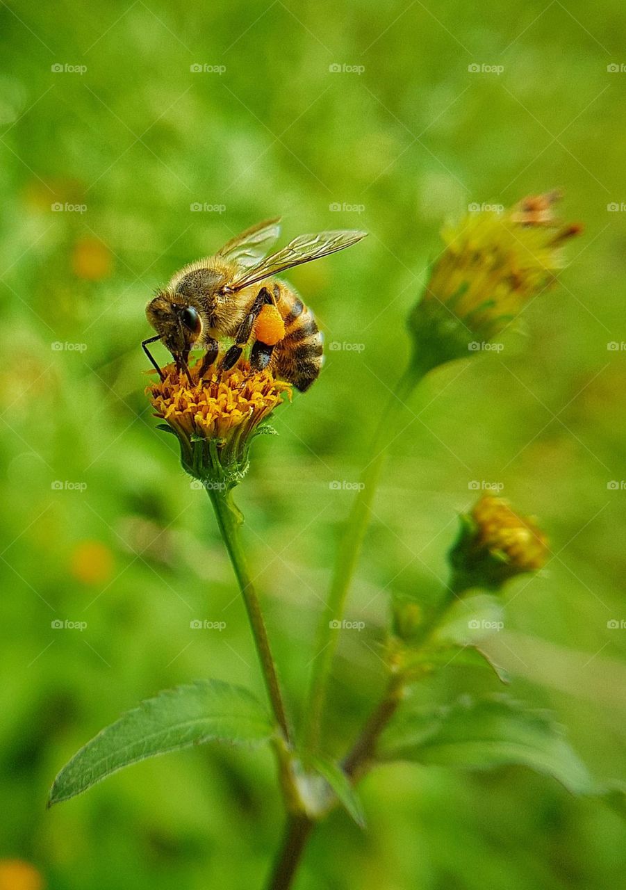 Bee, Galaxy s7 Edge