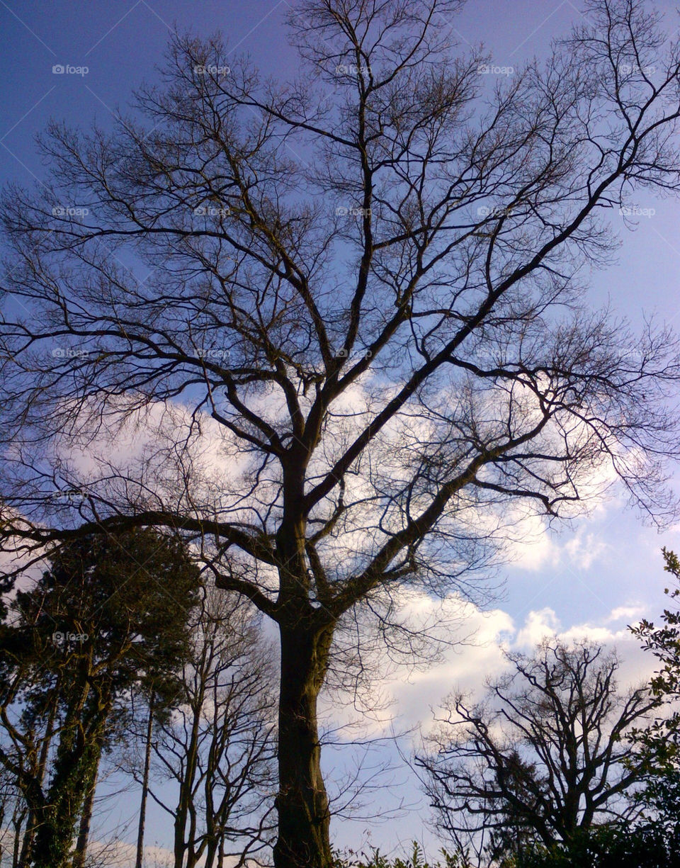 Scarlet oak in winter.