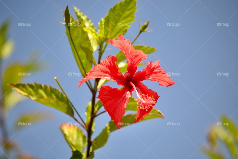 Red Hibiscus 