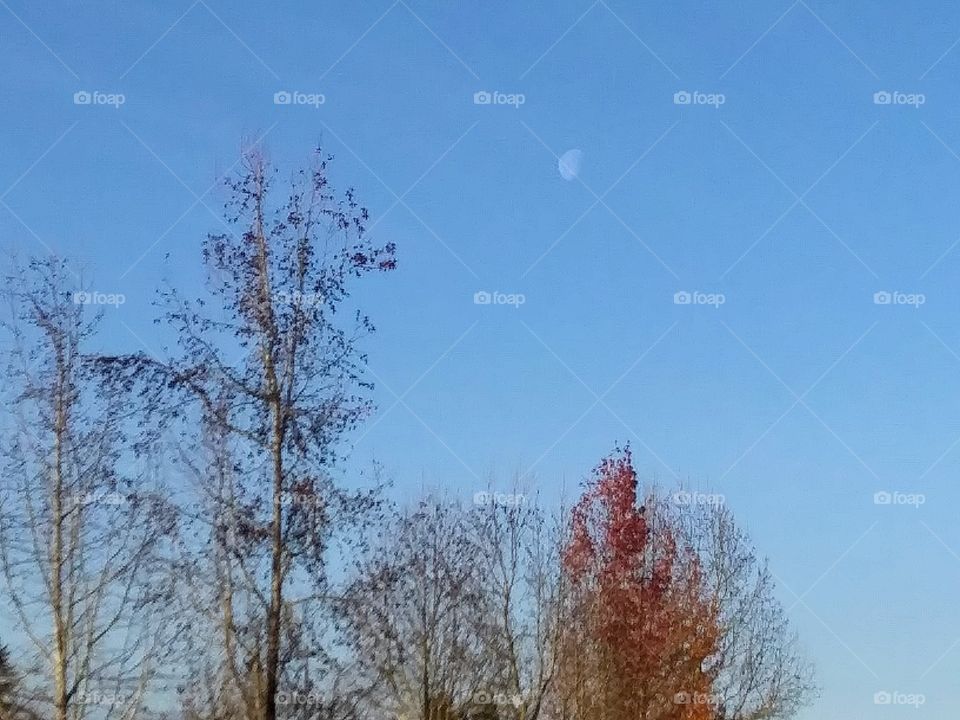 waning moon and trees