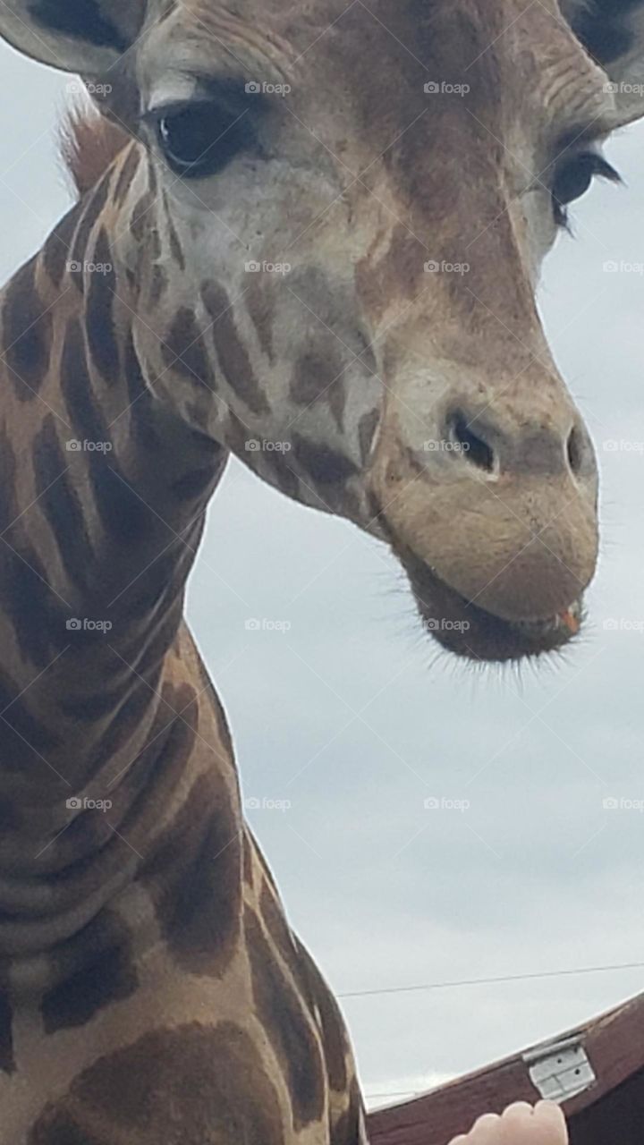 Giraffe at drive through zoo. - Tennessee