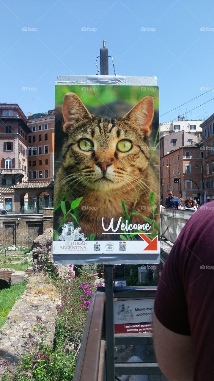 Rome cat sanctuary