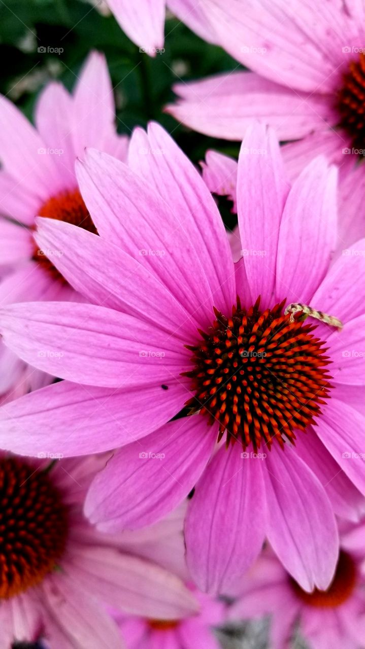 Coneflower