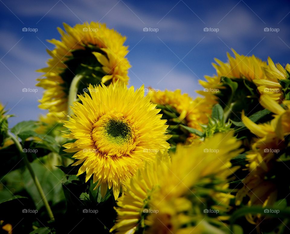 Yellow sunflower on farm