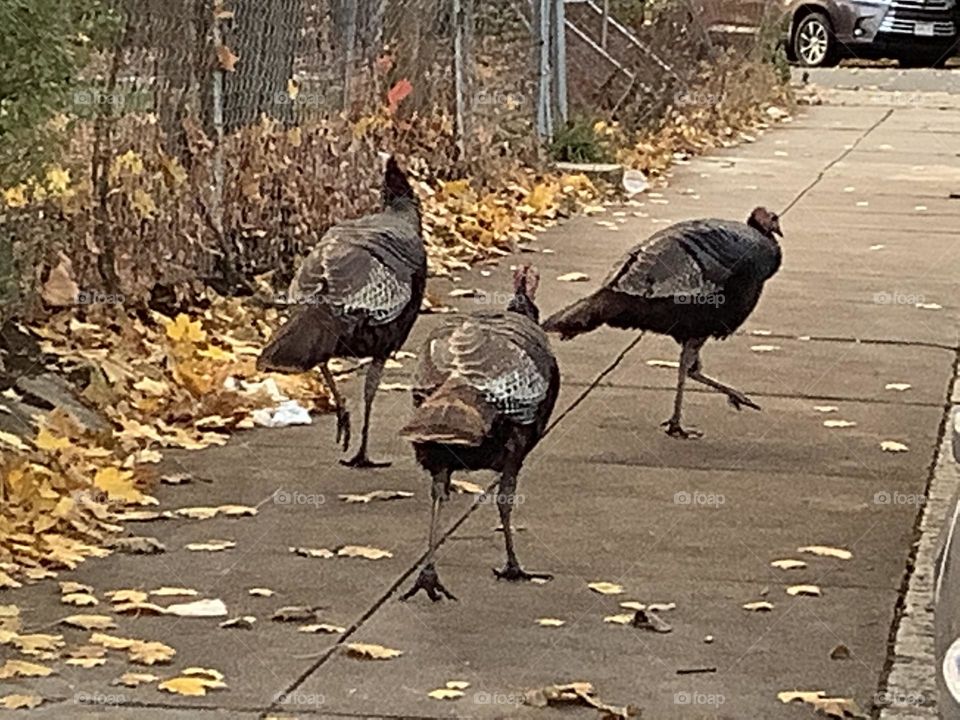 Headed to the T today.  I was both grateful for the photo, yet annoyed by the “turkeys have the right of way”. What’s a girl to do?  Take the shot of course!