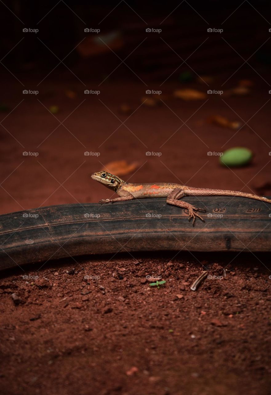 And the lizard was like " Hola wait minute, can I get a shot" I said oh yeah let me get my damn camera boy!