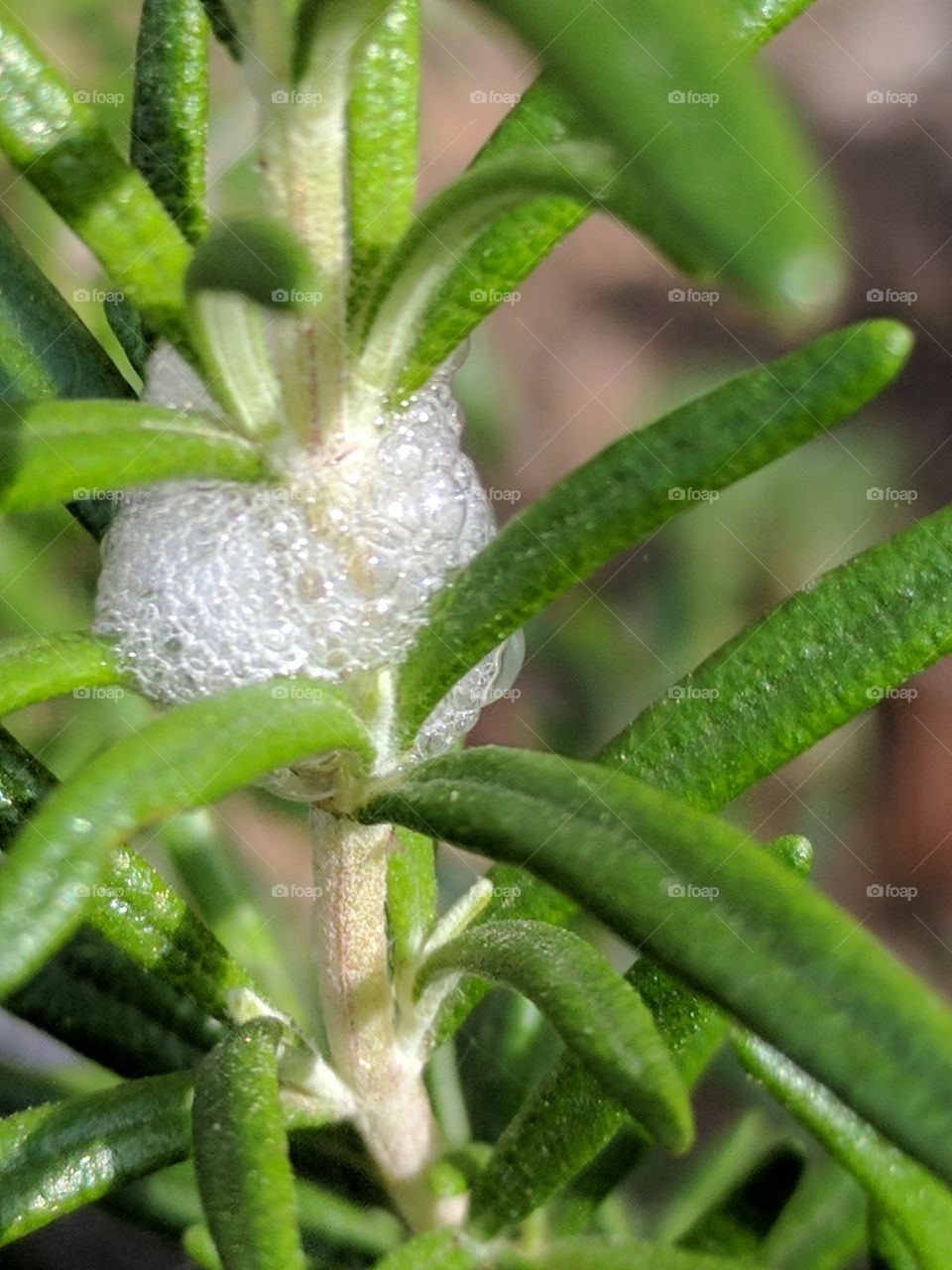 spittlebug at work