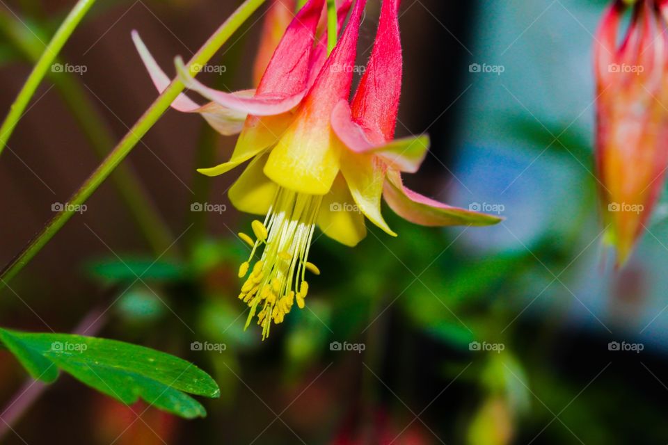 Flowers hanging on branch