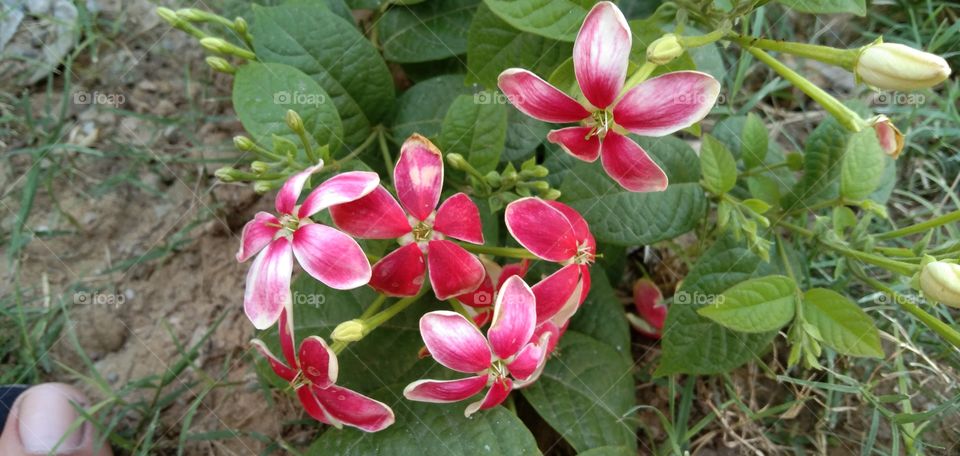 Flower at the ending of summer