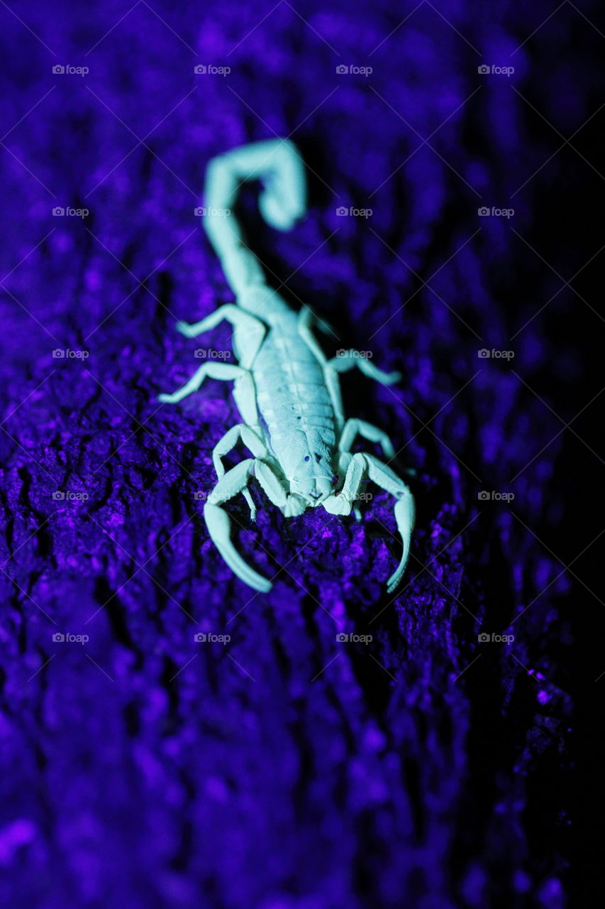 Bark scorpion under UV light at night