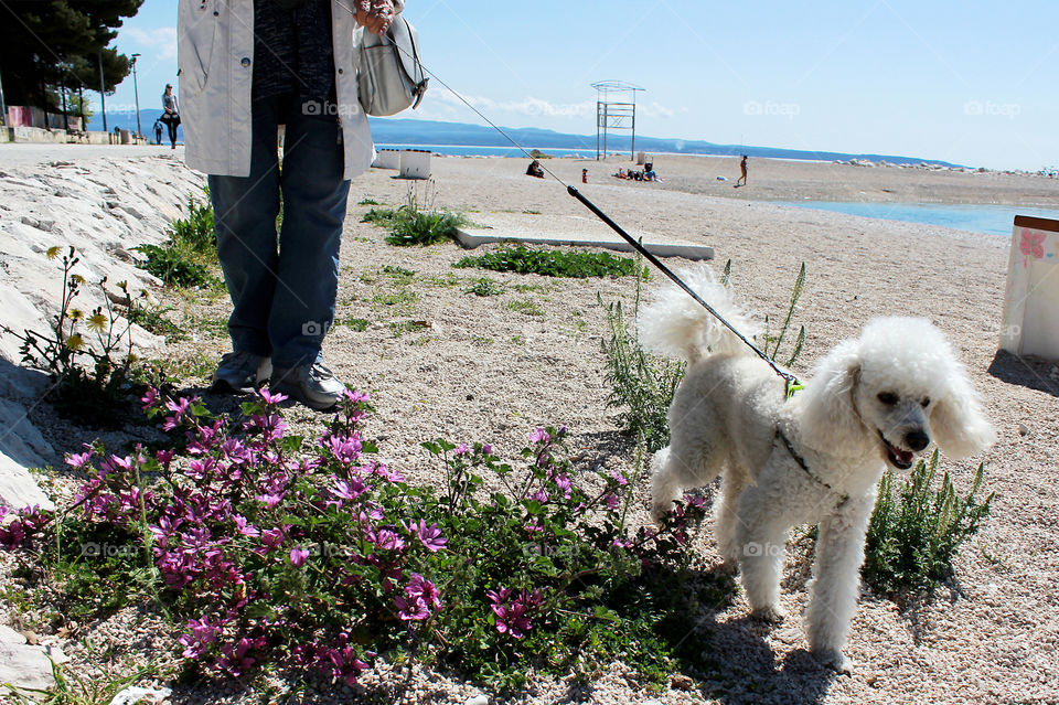 Spring walk with your dog