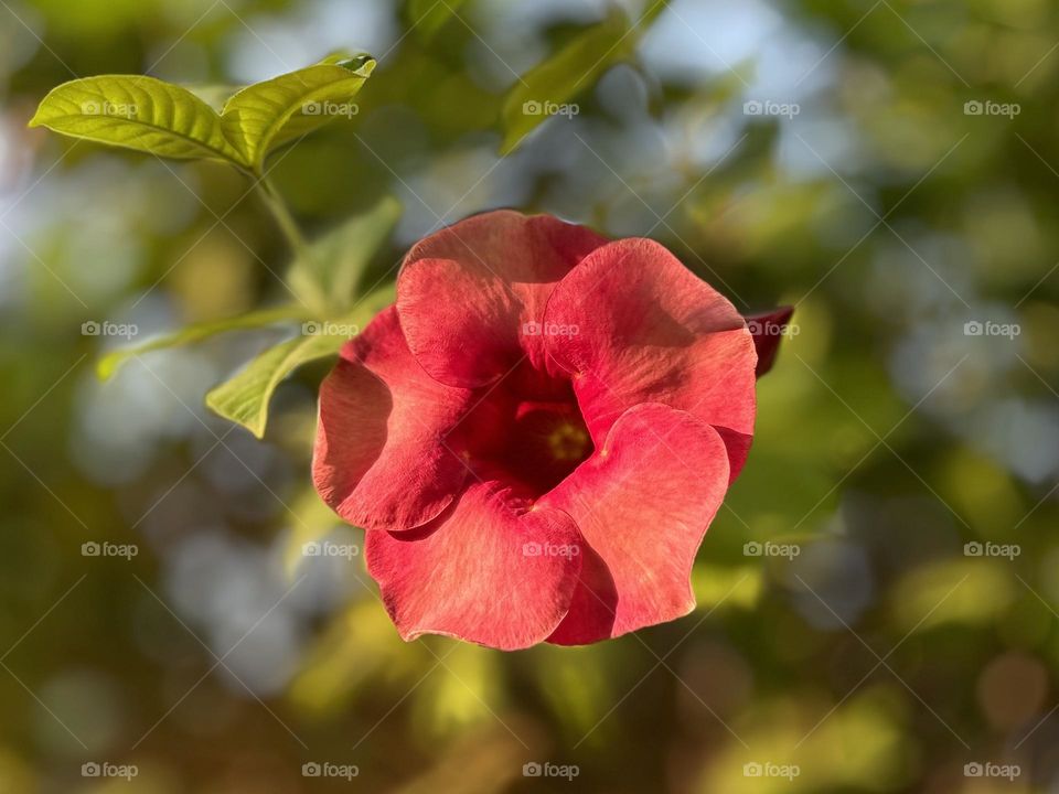 Flower photography - Sun shine - Allamanda 