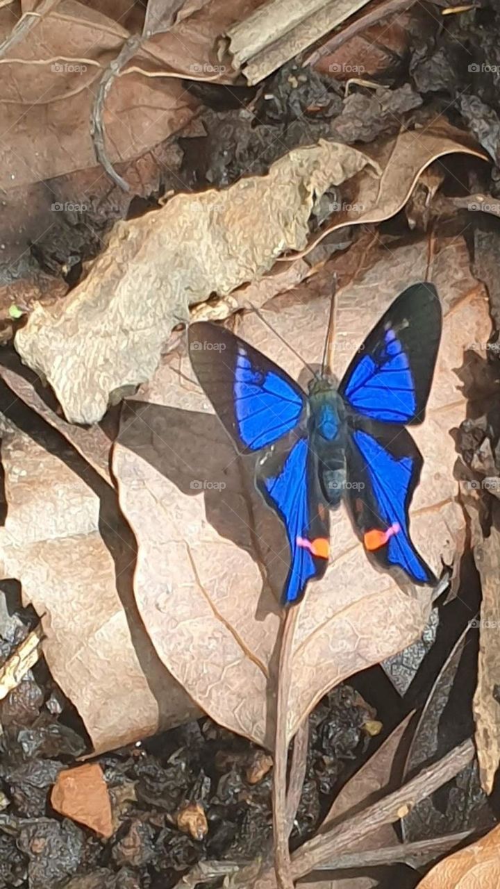 Rhetus is a genus of the Riodinidae butterfly, with a very striking black and blue border, with a touch of white and pink.  very beautiful