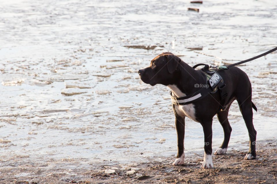 Puppy dog by frozen lake ice for the first time , valp hund vid frusen sjö is för första gången 