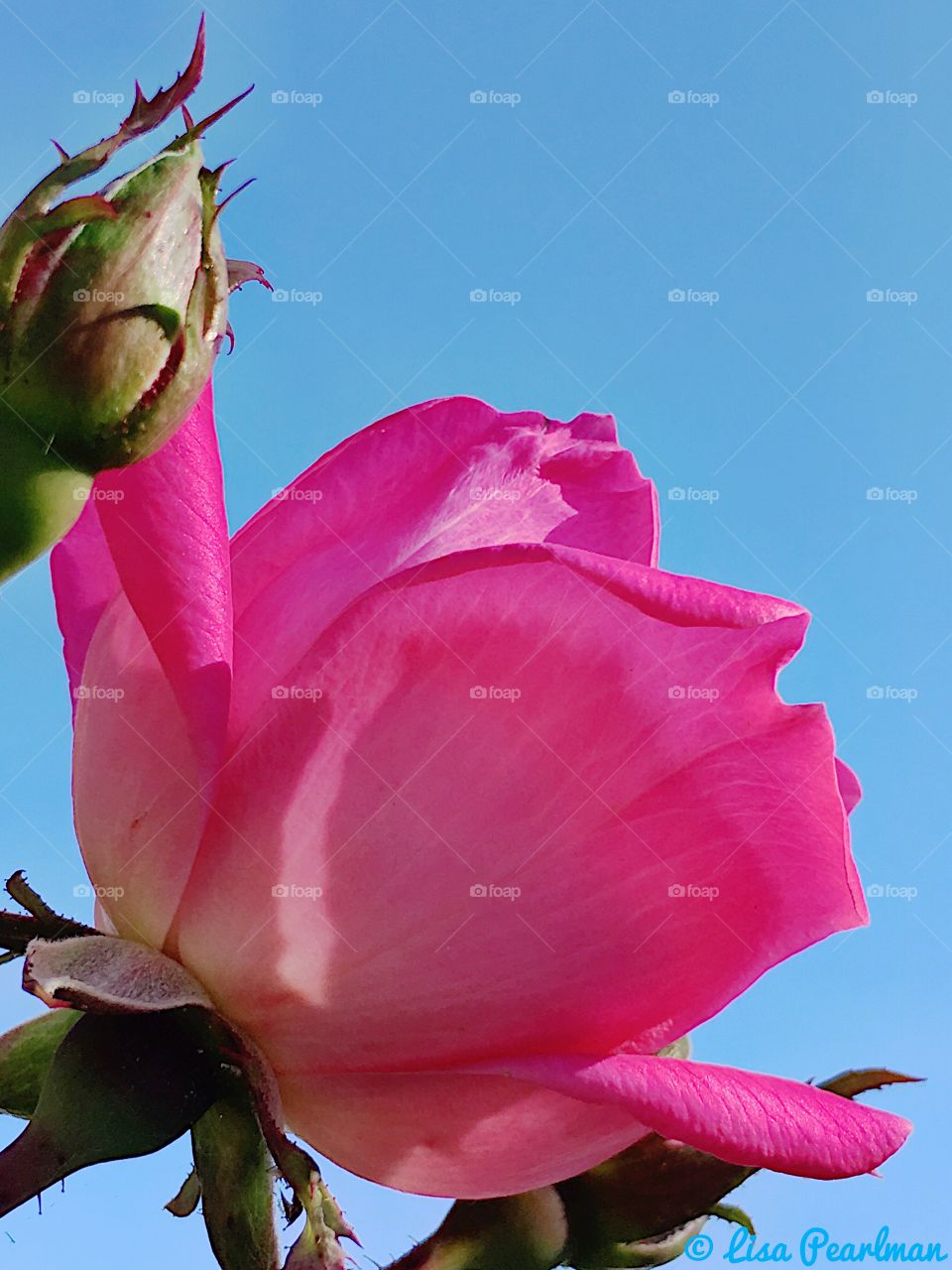 Pink Rose blooming against a clear blue sky with rosebuds and thorns on either side